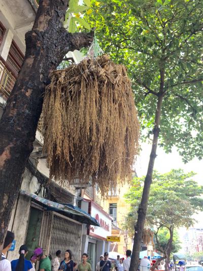バックパックでタイからミャンマー旅⑭　ミャンマー　ヤンゴン再び編