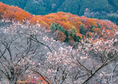 春？秋？　桜と紅葉のコラボレーション　～桜山公園～