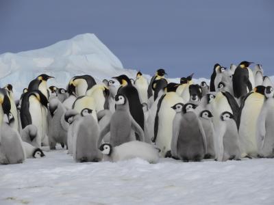 (7)2018秋　南極　 未知の島スノーヒル　リアル・ペンギン村　パ～トⅠの巻
