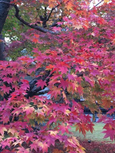 久しぶりの京都～