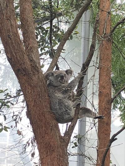 シドニー一泊４日の旅②