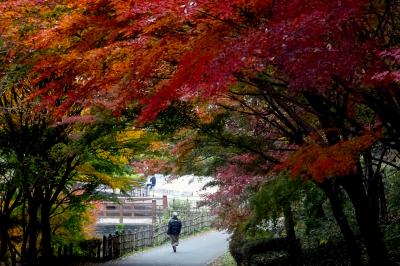 横浜の紅葉　２０１８　三ッ池公園、四季の森公園