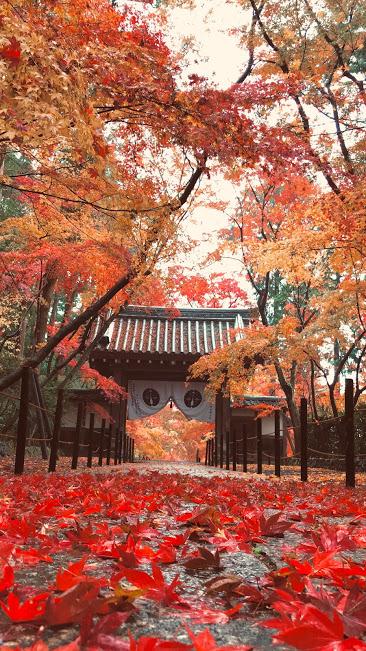 2018年12月　雨の降る早朝に　落ち紅葉の光明寺に行ってきた　今回もいいことあった（笑）