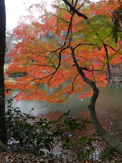 新宿御苑の紅葉_2018_一部緑の葉も残っていますが見頃でした。でも曇天（東京都・新宿区）