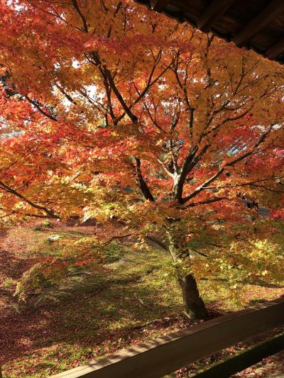 遅ればせながらの紅葉京都女子旅♡