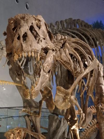 2018年　北陸西東　福井で油あげ・恐竜博物館と永平寺、お湯は「あわら」で