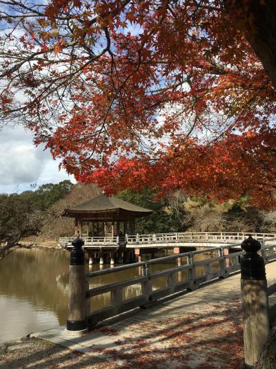 奈良公園で鹿にまみれる休日　　紅葉見に来たんやけどなぁ～(^^;)