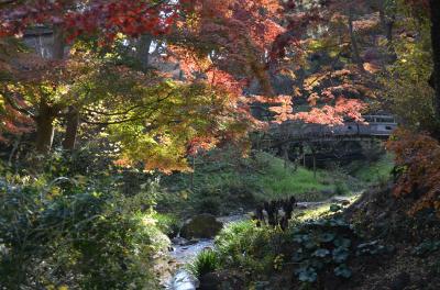 横浜の紅葉　２０１８　馬場花木園、三溪園