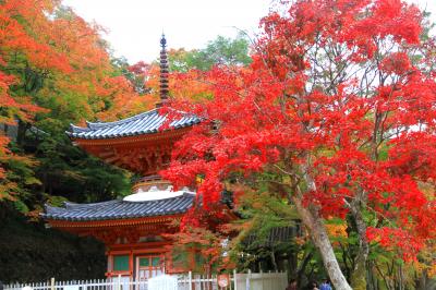 大阪府河南町の広川寺、河内長野市の観心寺、富田林市の龍泉寺、岸和田市の大威徳寺　紅葉めぐり