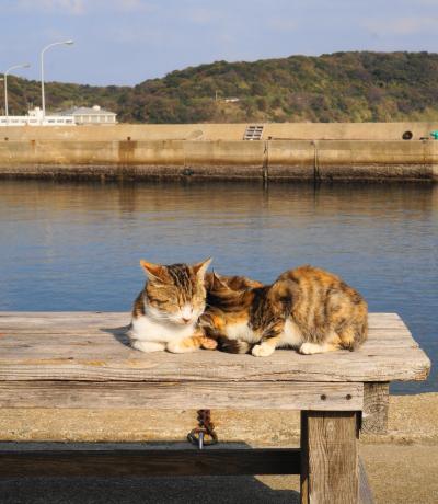 癒しの猫島