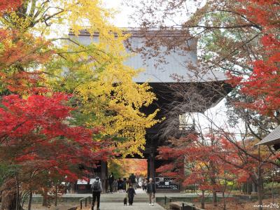 九品仏浄真寺　名残の紅葉・黄葉2018