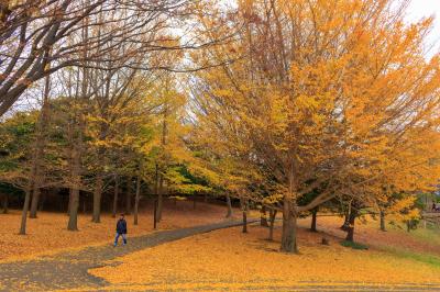 神奈川遅めの秋散歩～三渓園・根岸森林公園・旧一等馬見所～