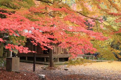 ツアーで行く　“元乃隅稲成神社・角島大橋と国東半島の絶景　＆　世界遺産宗像大社と軍艦島クルーズ3日間の旅”　行ってきました！　№2　2日目（大分県編）