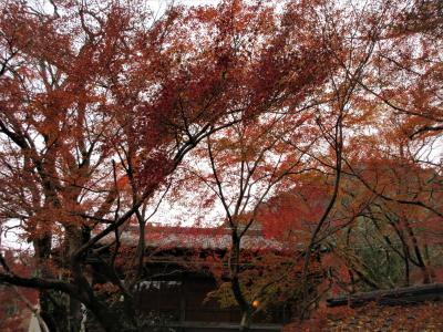 ２０１７年１１月　福岡・筑後川温泉と秋月城址の紅葉（目鏡橋・武者返しの石垣など）