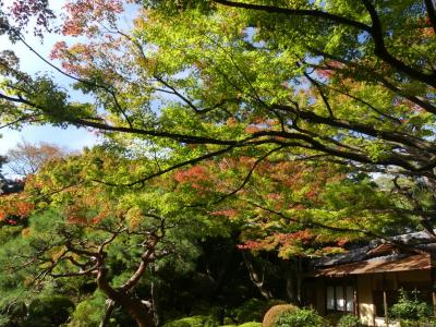 庭園美術館の紅葉_2018（1）_11月中旬、色付き始めています。（港区・白金台）