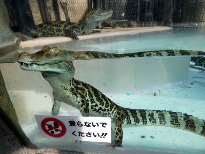 ０８．カートで走る伊豆高原１泊　伊豆高原～熱川のドライブ　熱川バナナワニ園 本園・ワニ園