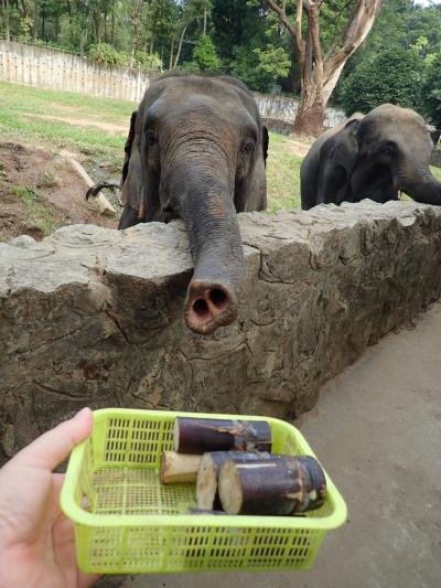 ミャンマー④：ヤンゴン動物園とダウンタウン散歩で、帰国