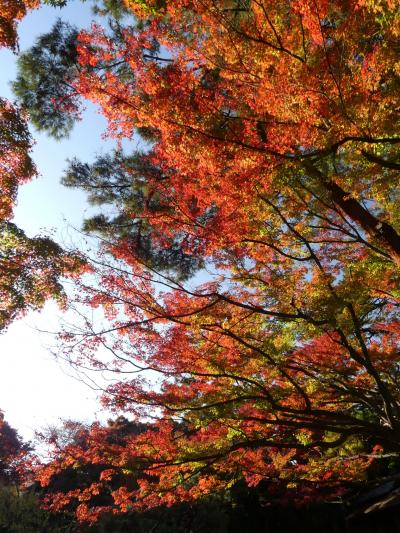 庭園美術館の紅葉_2018（2）_11月末、見頃になりました。（港区・白金台）