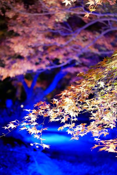 六義園★ライトアップ@紅葉★