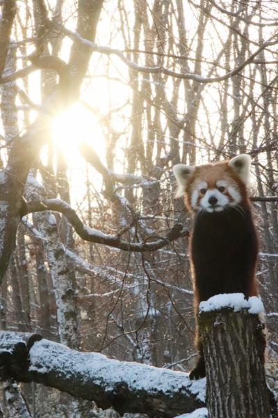 北海道レッサーパンダ遠征＆温泉ホテルとグルメの旅（６）釧路動物園（前編）すっきり美人になったレッサーパンダのコキンちゃんと再会！～レッサーパンダのぱくぱくタイムがなくて残念だったけど＆リラックスしたエゾクロテンのテンテンほか