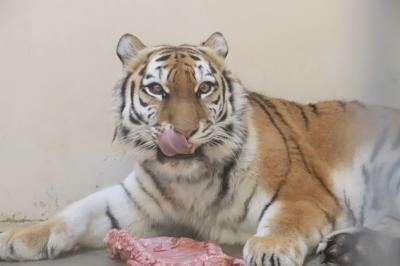 北海道レッサーパンダ遠征＆温泉ホテルとグルメの旅（７）釧路動物園（後編）ぱくぱくタイムも見られたペンギンとホッキョクグマと猛獣たち～アムールトラのチョコ・ママもココアちゃんも可愛かった夕食タイムほか