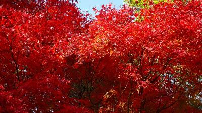 神戸 紅葉 に関する旅行記 ブログ フォートラベル 兵庫県 神戸 紅葉 に関する旅行記 ブログ フォートラベル 兵庫県