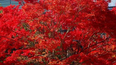 神戸 紅葉 に関する旅行記 ブログ フォートラベル 兵庫県