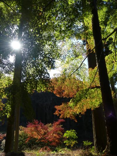 金蔵院聖法寺の紅葉_2018（2）_11月半ば、３割くらいの進み具合でした。（佐野市・仙波）