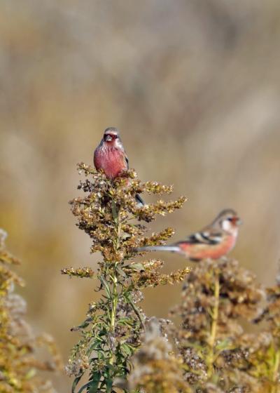 野鳥撮影記録2018年１２月　-　伊豆沼・蕪栗沼　Ａ