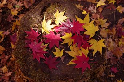 深耶馬渓の紅葉が見頃だったらタイムリーで投稿していたのですがね。。。＠大分湯の釣温泉への旅【4】