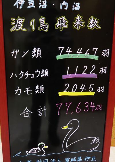 野鳥撮影記録2018年１２月　-　伊豆沼・蕪栗沼　B