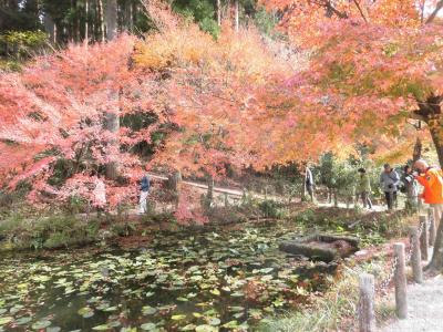 モネの池・大谷田神社の紅葉！