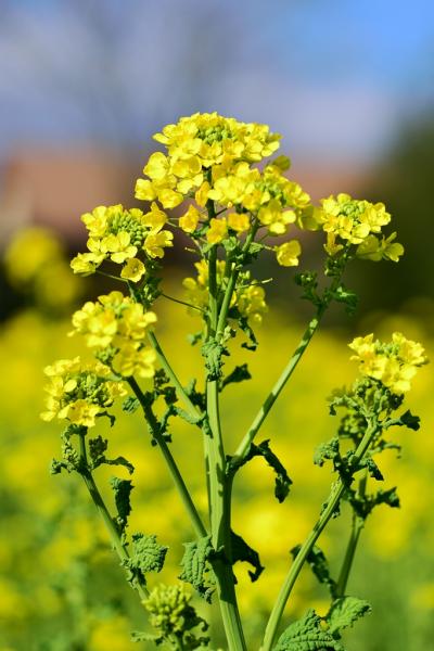 大神ファームの菜の花　2018暮