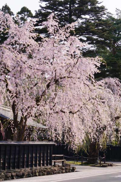 6.角館のしだれ桜