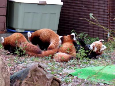 冬のレッサーパンダ紀行【３】熱川バナナワニ園　３つ子の育児は大変・・・でも、とっても楽しそうだね、オリビアちゃん！！