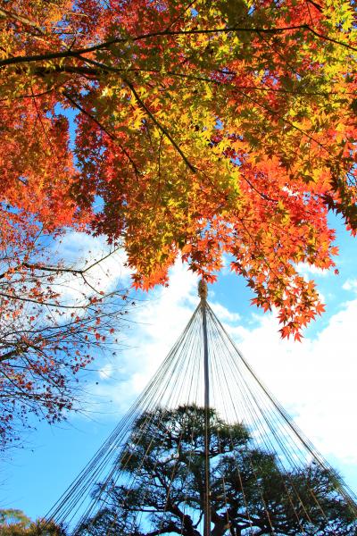 平成最後？の紅葉狩り：林試の森公園、池田山公園