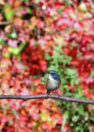 野鳥撮影記録2018年１２月　-　②