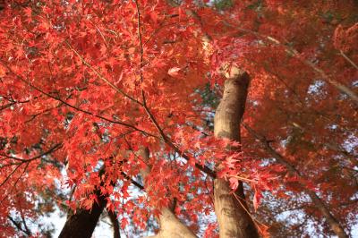 愛知県緑化センター２０１８紅葉最終章&西山公園バラがまだ咲いてたよ♪