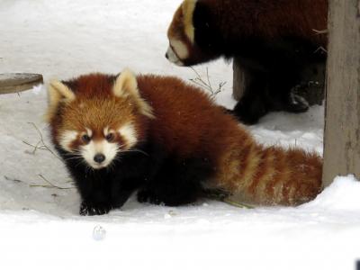 冬のレッサーパンダ紀行【４】旭川市旭山動物園　３年連続で双子を育児の渝渝ちゃん！！ 双子の姉妹は賑やかな環境ですくすく成長中です！！