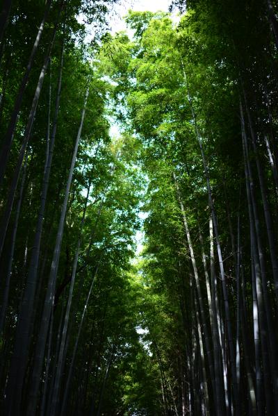 京都一泊二日一人旅！