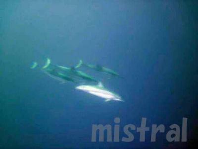 日本で一番行きにくい水族館のある地、小笠原へ・その2 イルカ半日ツアー