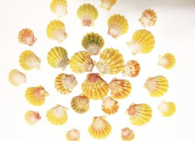 2018/12月のハワイぼっち旅③ノースショアツアー