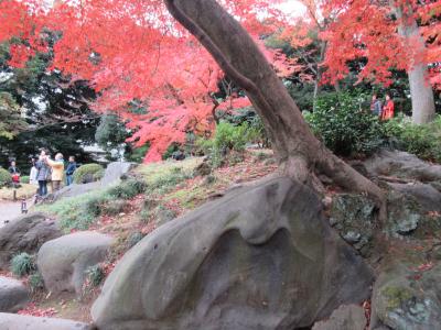 都内で紅葉を楽しむ、六義園&旧古川庭園