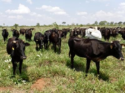 ブラジルの『和牛 Wagyu』生産現場を見に参る（カンポグランデ Camp Grande／マトグロッソ・ド・スゥ州 Mato Grosso do Sul／ブラジル）