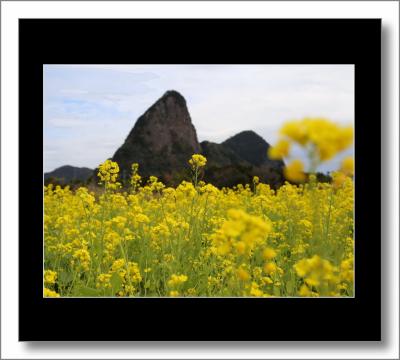 Solitary Journey［1870］菜の花がいっぱい咲いていた♪自由気儘なロングドライブ旅＜日本最南端西大山駅と薩摩半島最南端長崎鼻＞鹿児島県