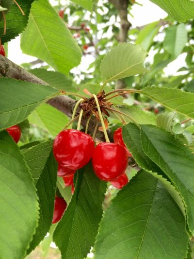 2018年山形行こう!さくらんぼ狩り1泊2日満足旅①