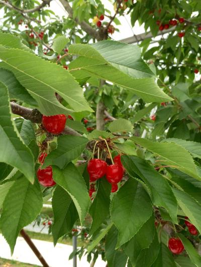 2018年山形行こう!さくらんぼ狩り1泊2日満足旅②