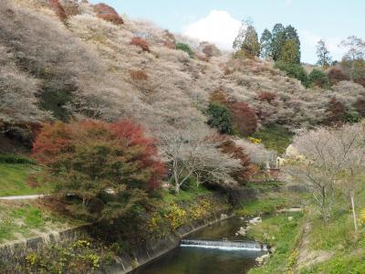 2018　小原村の四季桜と岩村・明智