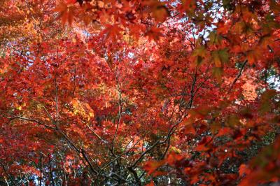 秋の京都　色づき始めの紅葉スポットを２泊３日で（２）詩仙堂から圓光寺