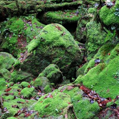 【苔むす】白谷雲水峡へ【トトロ】